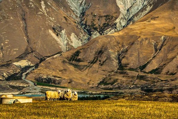 Owce Pasące Się Podnóża Alp Południowych Alpejskim Pastwisku Ashburton — Zdjęcie stockowe