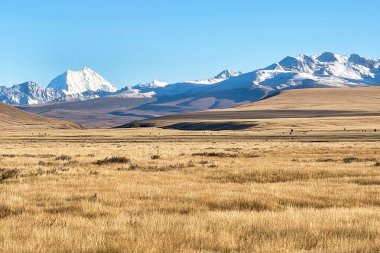 Cook Dağı yolu Aoraki Dağı Ulusal Parkı 'ndaki kar tepeli alp dağlarına doğru gidiyor.