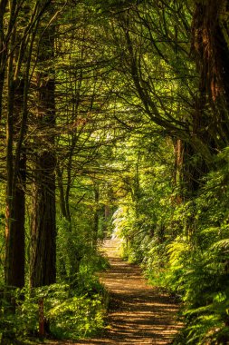 Taranaki 'deki Managamahoe Gölü' ndeki çalı ve eğreltiotlarının arasından geçen yol.