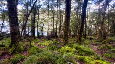 Moss lichen and ferns in the deep lush native bush by Lake Monowai clipart