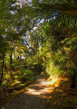 Walking along the pedestrian pathway in lush native forest light by warm sunlight clipart