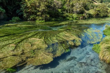 Waihou Nehri. Yeni Zelanda 'nın şişe suyunun yaklaşık yüzde 70' ini sağlayan Blue Springs Putaru otları suyun ne kadar temiz olduğunu gösteriyor.