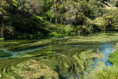 Waihou Nehri. Yeni Zelanda 'nın şişe suyunun yaklaşık yüzde 70' ini sağlayan Blue Springs Putaru. Ot suyun altında suyun ne kadar temiz ve berrak olduğunu gösteriyor.
