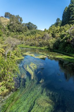 Waihou Nehri. Yeni Zelanda 'nın şişe suyunun yaklaşık yüzde 70' ini sağlayan Blue Springs Putaru. Ot suyun altında suyun ne kadar temiz ve berrak olduğunu gösteriyor.
