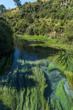 Waihou River. Blue Springs  Putararu,  which supplies around 70 per cent of New Zealand's bottled water. The weed is under water showing just how clear and clean the water is clipart