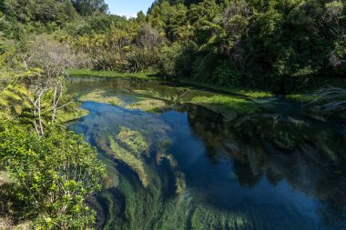 Waihou Nehri. Yeni Zelanda 'nın şişe suyunun yaklaşık yüzde 70' ini sağlayan Blue Springs Putaru. Ot suyun altında suyun ne kadar temiz ve berrak olduğunu gösteriyor.