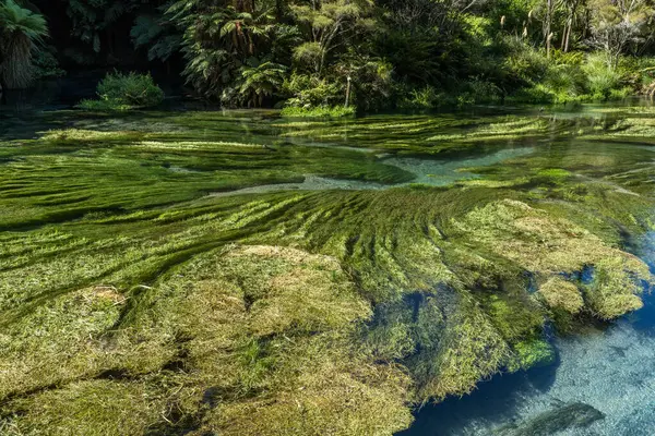 Waihou Nehri. Yeni Zelanda 'nın şişe suyunun yaklaşık yüzde 70' ini sağlayan Blue Springs Putaru. Ot suyun altında suyun ne kadar temiz ve berrak olduğunu gösteriyor.
