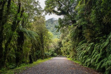 Franz Josef Buzulu 'na giderken ormanda yürüyüş yapmak.