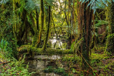 Franz Josef Buzulu 'na giderken ormanda yürüyüş yapmak.