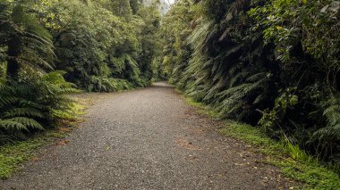 Franz Josef Buzulu 'na giderken ormanda yürüyüş yapmak.