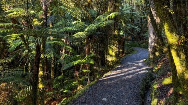 Native forest scenery viewed from the pedestrian walkway around Lake Matheson clipart