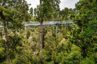 Hokitika tree walk scenery in the West Coast dense huge native rimu forest clipart