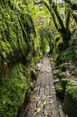 Buller nehri, NZ 'nin en uzun asma köprüsüne yakın Buller Boğazı' nın yukarısında yer alıyordu.