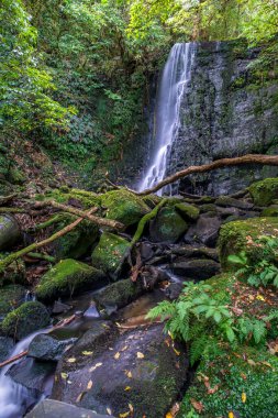 Hiking through the forest and several waterfalls in the Catlins lush native bush clipart