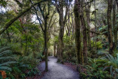 Hiking through the forest and several waterfalls in the Catlins lush native bush clipart