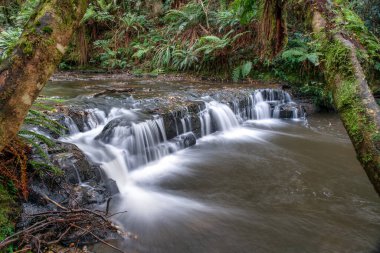 Ormanda ve Catlins 'in yemyeşil çalılıklarında birkaç şelalede yürüyüş.