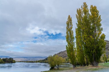 Waitaki Gölü 'nün etrafındaki ağaçlarda sonbahar yaprakları.