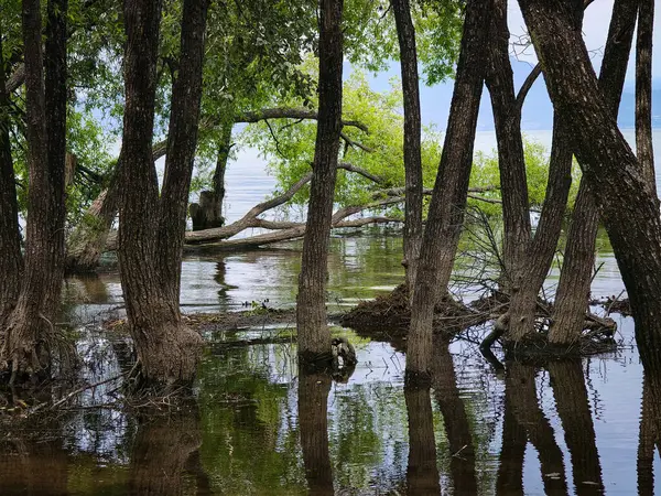 Деревья Корнями Затоплены Озере Эрхай Дали Провинция Юньнань Китай Стоковая Картинка