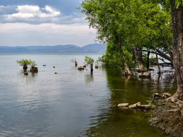 Árboles Con Raíces Sumergidos Lago Erhai Dalí Provincia Yunnan China Fotos de stock