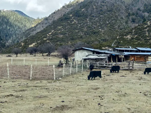 Ферма Яков Деревне Тибетан Севере Провинции Юньнань Китай Стоковое Фото