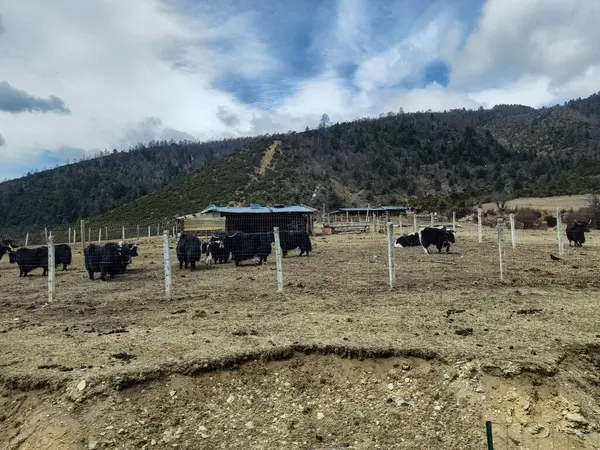 Kuzey Yunnan Çin Deki Tibet Köyü Nde Öküz Çiftliği Telifsiz Stok Fotoğraflar