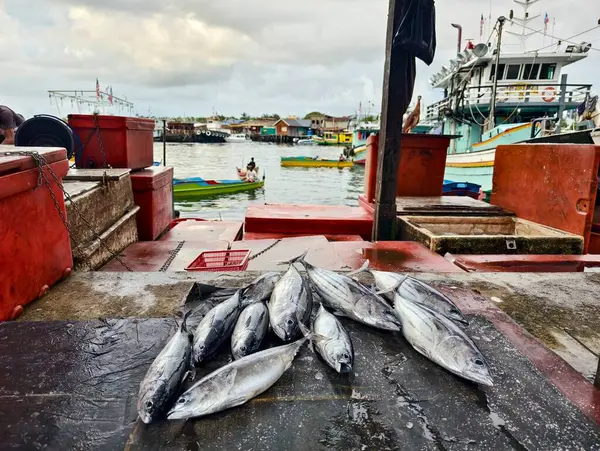 Рыбные Рыболовные Суда Порту Семпорна Сабах Лицензионные Стоковые Фото