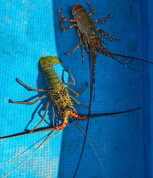 Two Freshly Caught Lobsters Seas Borneo Island Φωτογραφία Αρχείου