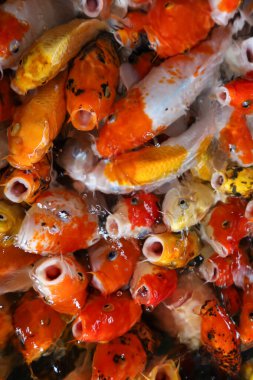 Balık balık pazarında