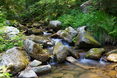 Sonsuz akıntı. Resmedilmeye değer küçük, hızlı dağ nehri dağ yeşil ormanında yosunlu taşlar arasında akar.. 