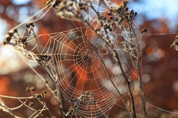 아름다운 동심원 모양의 거미줄 가을에는 자연적으로 황금빛 위에서 햇빛을 받으며 로열티 프리 스톡 이미지