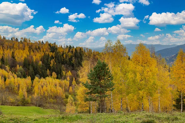 Прекрасна Осінь Карпатських Горах Вид Золотий Ліс Горі Маковіця Карпати — стокове фото