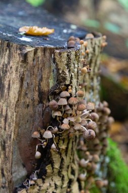 Kümelenmiş başlık, meşe gövdeli kaput. Sonbaharda doğada mantarlar. Mycena incinata mantarları ormandaki yaşlı ağaç kütüğünün üzerinde, seçici bir odak noktası. 