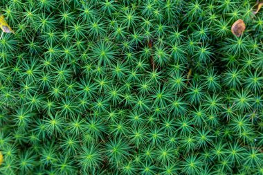 Yeşil bitki yaprağı, üst manzara. Soyut doğal arkaplan, dokulu bitki örtüsü yüzeyi