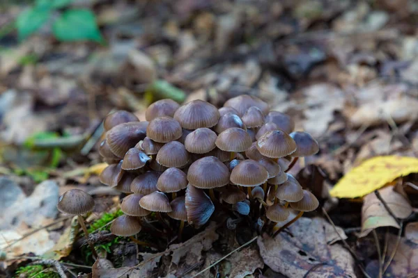 Verborgene Motorhaube Eichenstammhaube Pilze Der Natur Herbst Mycena Inclinata Pilze — Stockfoto