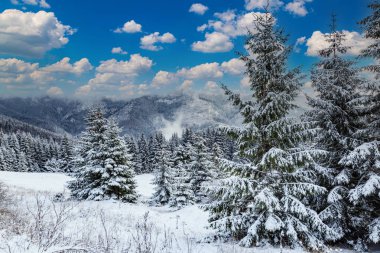 Winter mountain landscape: snowy firs  against the backdrop of misty mountains. Snowy misty valley.  Tatras. Slovakia. clipart