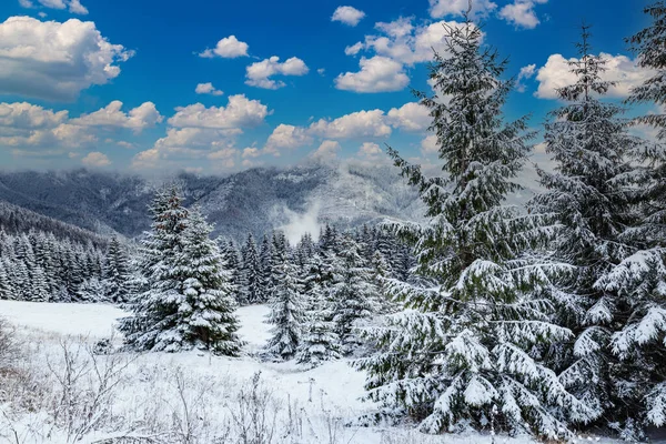 Winter Mountain Landscape Snowy Firs Backdrop Misty Mountains Snowy Misty — Stock Photo, Image