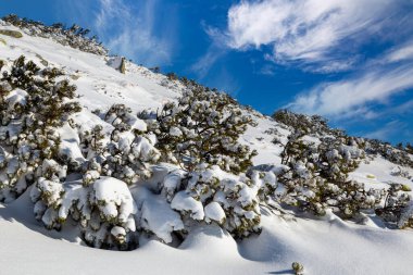 Çam ağacının manzaralı görüntüsü. Karlı orman, yakın plan. Kardaki dağ ormanı. Ormanda kış. Kış manzarası. Slovakya konumu. Siyah beyaz fotoğraf