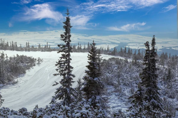 Trasa Narciarska Szczycie Góry Środku Pokrytego Śniegiem Lasu Sosnowego Widokiem Obraz Stockowy