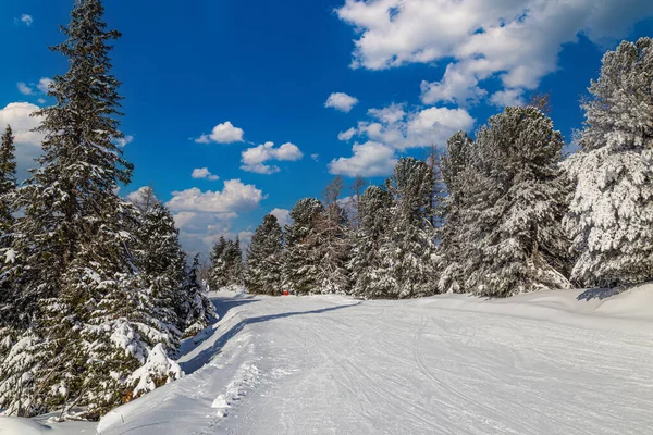 Pokryta Śnieżnym Stoku Narciarskim Pomiędzy Śnieżnymi Jodłami Tle Zachmurzonego Błękitnego Obrazek Stockowy