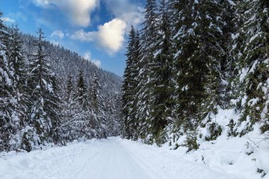 Snow covered winding road among snowy fir trees in mountain. Winter landscape in Slovakia.  Janska valley in Tatras. Liptovsky Jan village. Winter touris