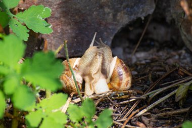 Two snails gastropod mollusk with spiral sheath in the natural environment
