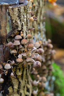 Kümelenmiş başlık, meşe gövdeli kaput. Sonbaharda doğada mantarlar. Mycena incinata mantarları ormandaki yaşlı ağaç kütüğünün üzerinde, seçici bir odak noktası. 