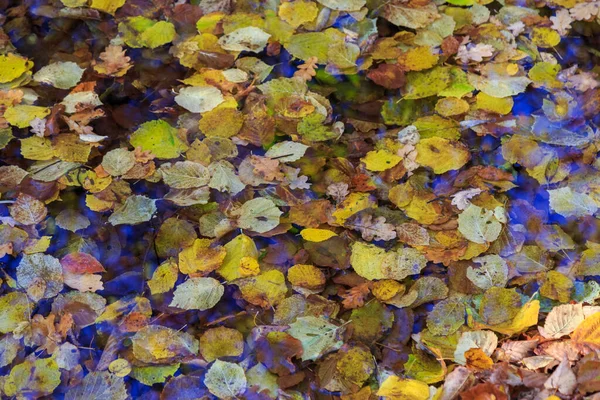 蓝色深色水面上的金黄落叶 五彩缤纷的秋天背景 五彩斑斓的树叶飘浮在水面上 — 图库照片