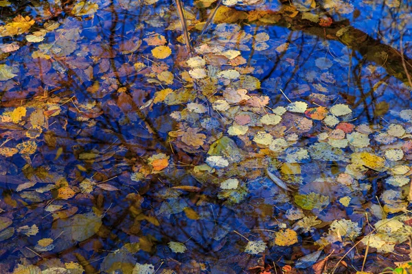 stock image Fallen golden  leaves on the blue dark water surface. Colorful autumn background. Colorful  foliage floats in the water