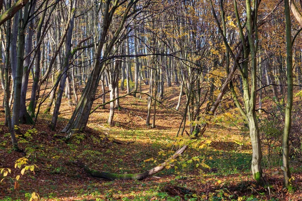 Vackert Höstlandskap Lövskog Soluppgången Björkskogen Naturen Med Solljus — Stockfoto