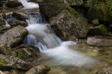 Dağ ormanı nehri yeşil yosun taşları arasında akar. Ormandaki dere