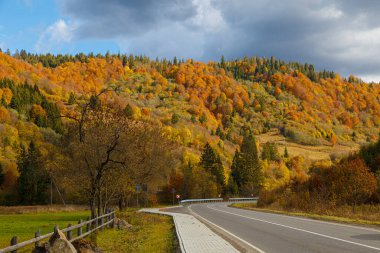 Yaprak dağ ormanındaki asfalt yola düşer. Dağ ormanında güzel bir altın sonbahar. Karpatlar. Ukrayna