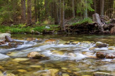 Hızlı nehir yosunlu taşların arasında kozalaklı dağ ormanlarında akar. Smreianka Nehri. Batı Tatras. Ziarska vadisi. jiarska dolina. Slovakya. Güzel dağlık doğa, orman dağı manzarası..