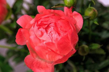 Peeonia çiçeği, yarı mercan çift kayısı pembesi mercan rengi gün batımı, laktiflora, yakın plan.