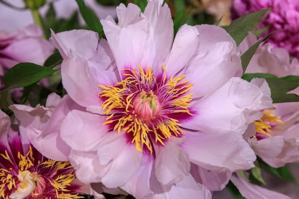 Paeonia pale pink with  hint of lavender Cora Louise, blooming flower  lactiflora ,  close-up